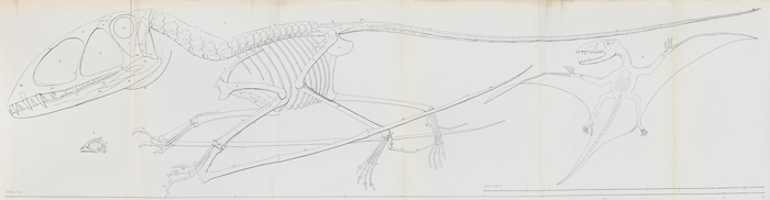 Dimorphodon reconstruction
